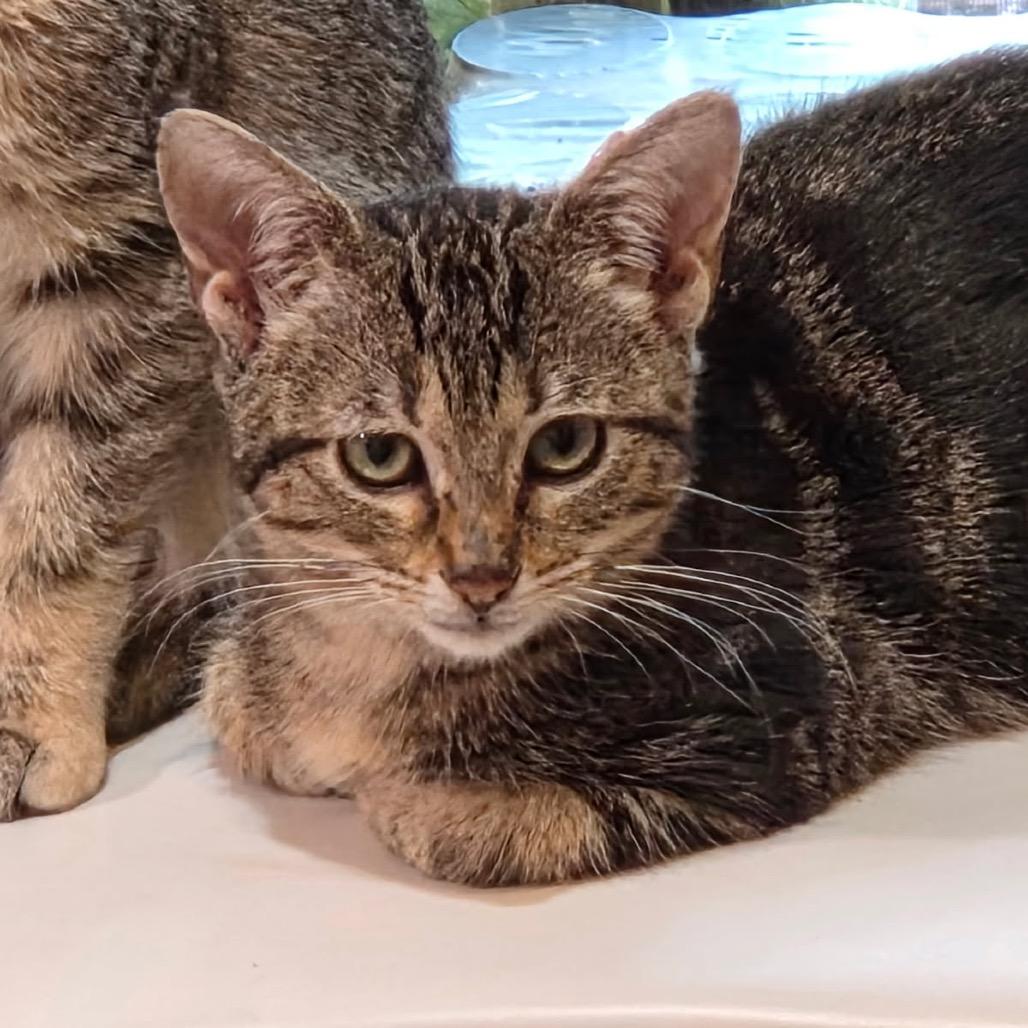 CrissCross, Adoptable, Young Female Domestic Short Hair.