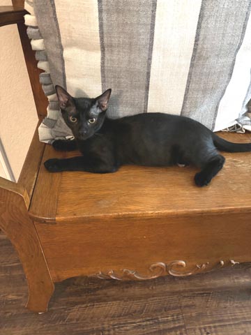 Little Mo, Adoptable, Adult Male Domestic Short Hair.