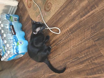 Enlarge Little Mo, a Adoptable Domestic Short Hair in Fort Worth, TX image 3/3