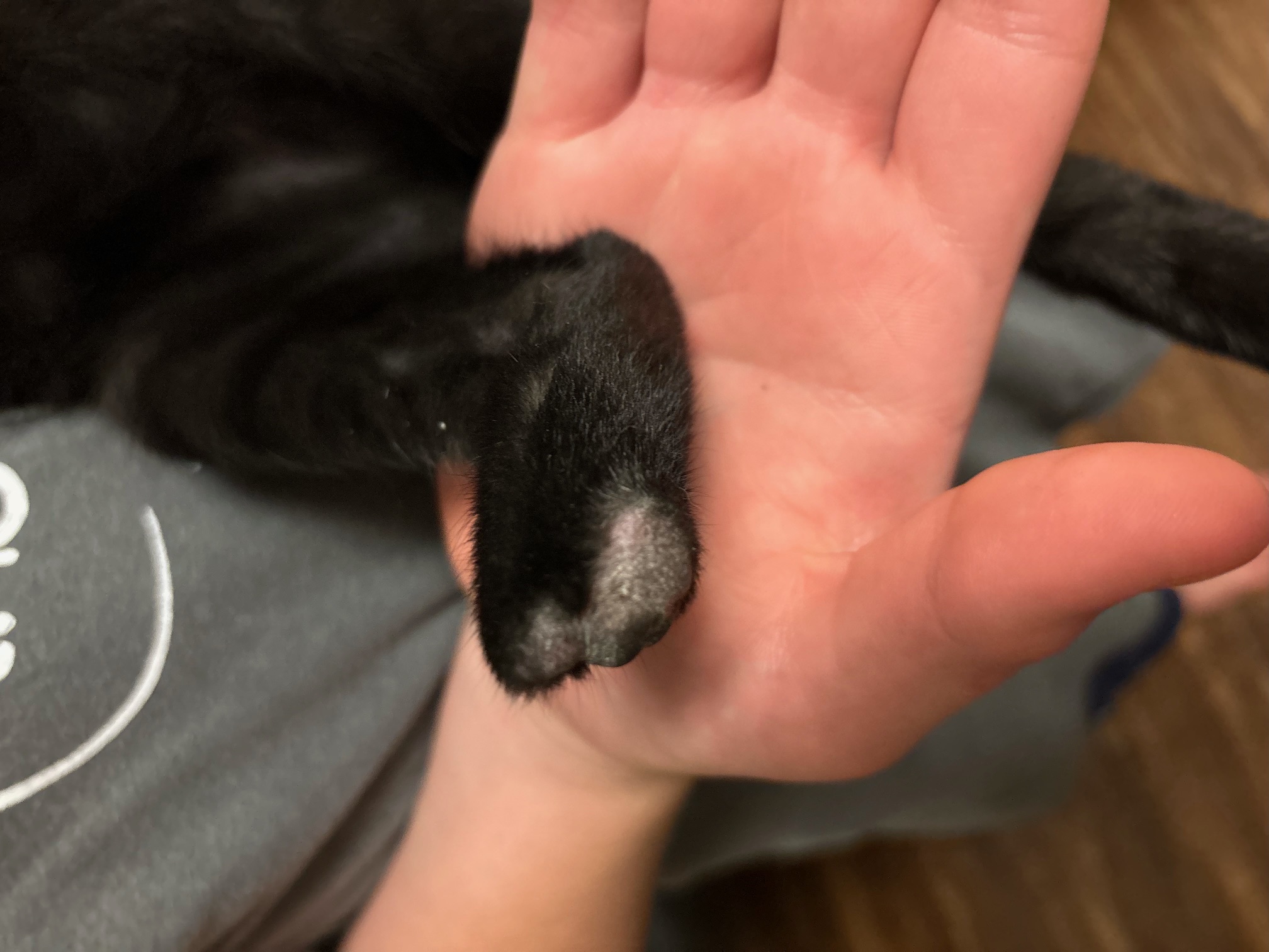 Enlarge Little Mo, a Adoptable Domestic Short Hair in Fort Worth, TX image 2/3