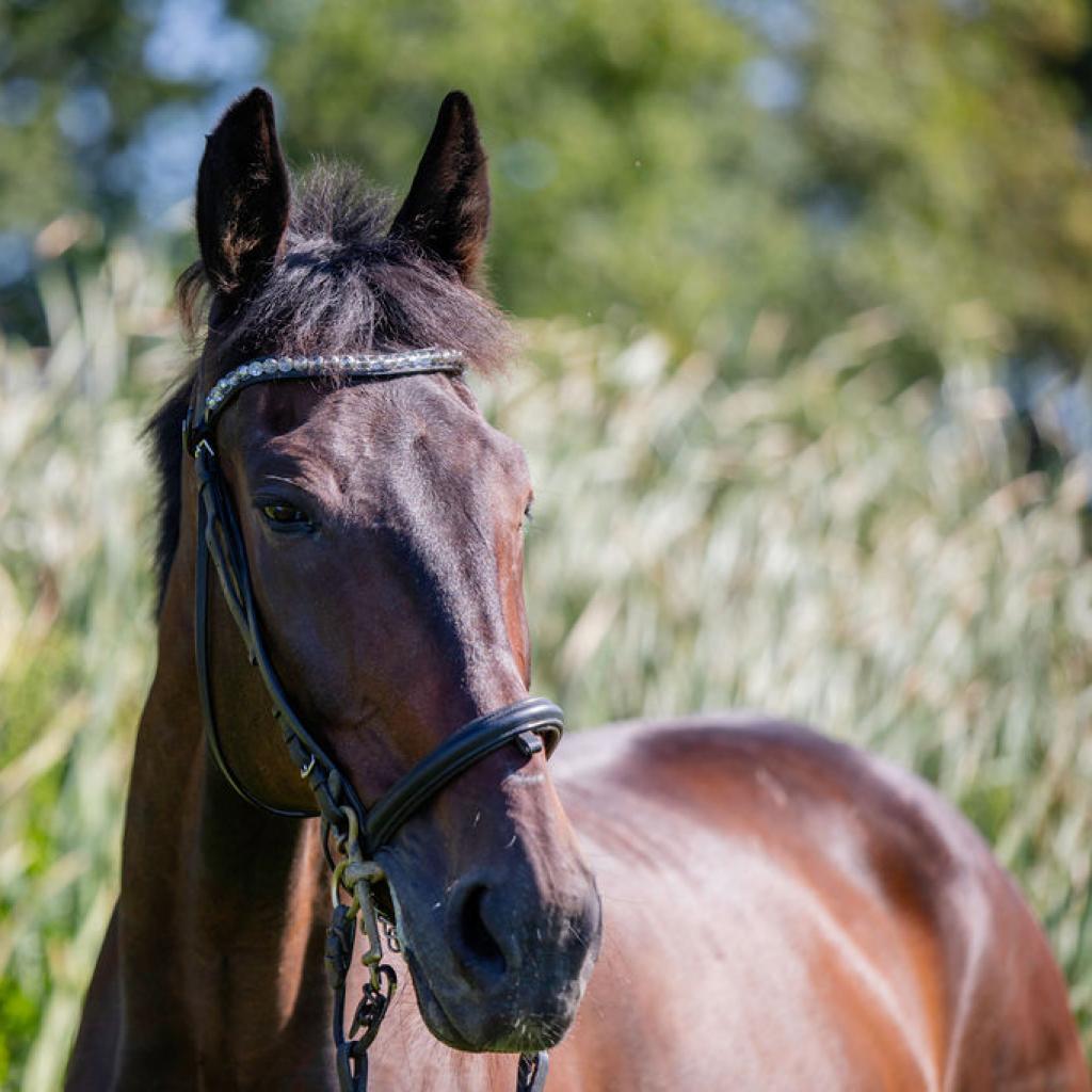 Allspice, Adoptable, Senior Male Quarterhorse.