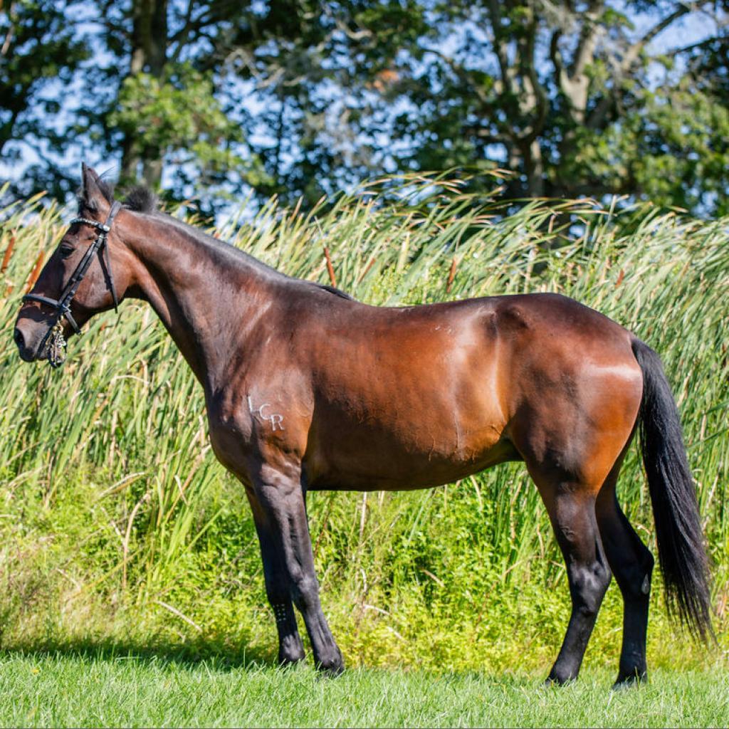 Allspice, a Adoptable Quarterhorse in Quakertown, PA image 1/6
