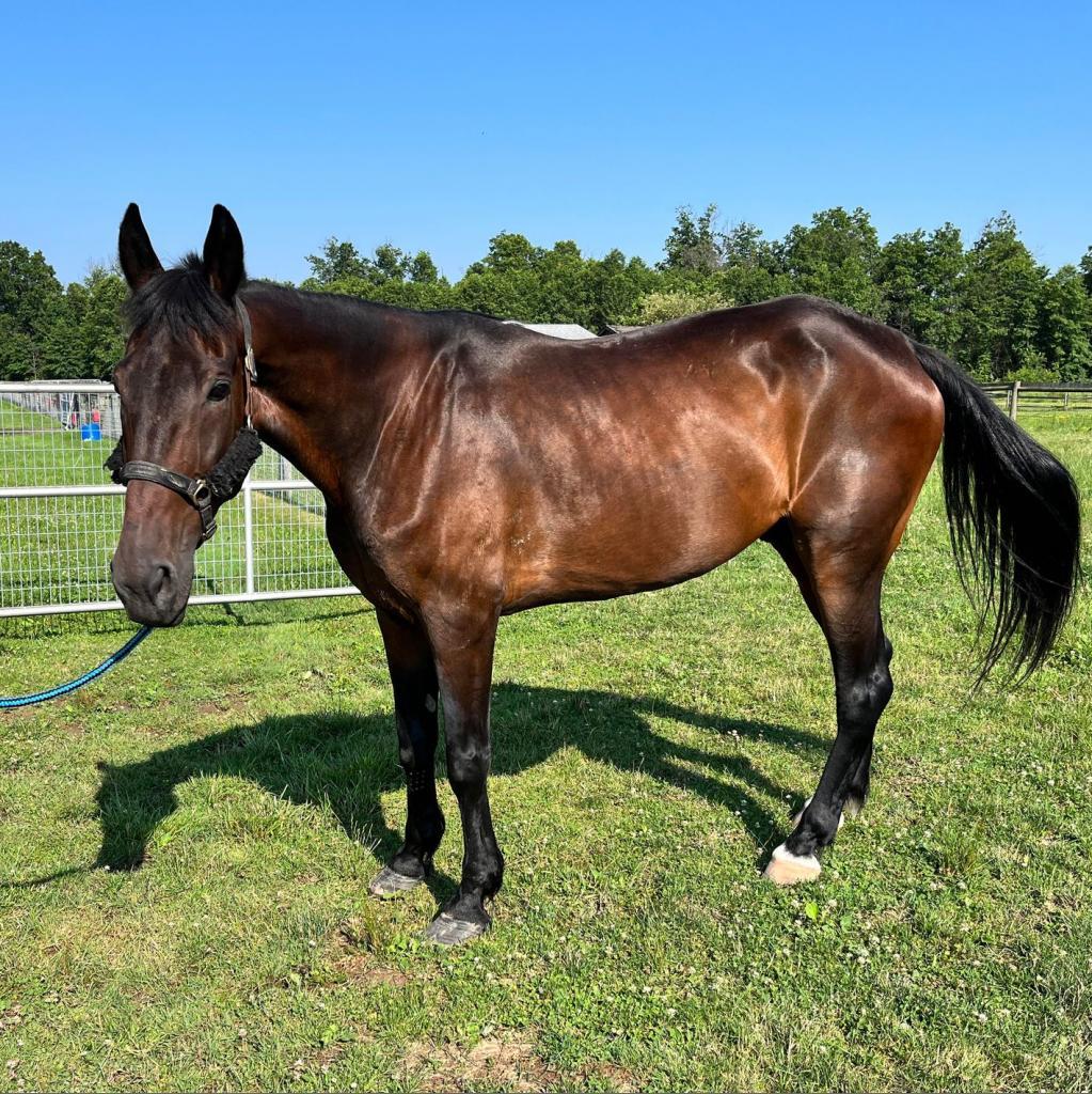 Allspice, a Adoptable Quarterhorse in Quakertown, PA image 2/6