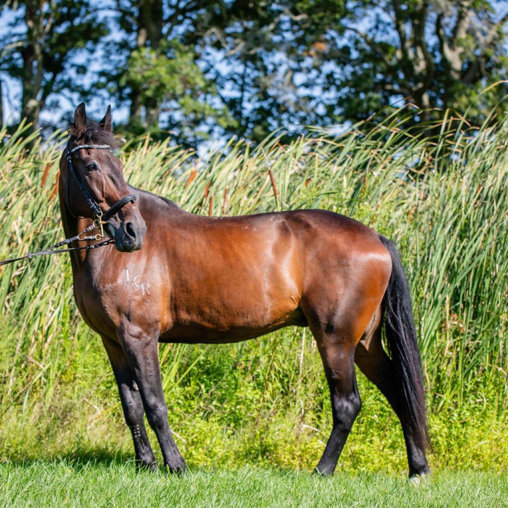 Allspice, a Adoptable Quarterhorse in Quakertown, PA image 4/6