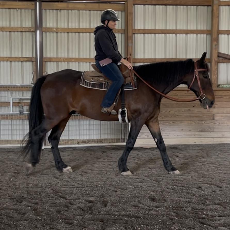 Allspice, a Adoptable Quarterhorse in Quakertown, PA image 5/6