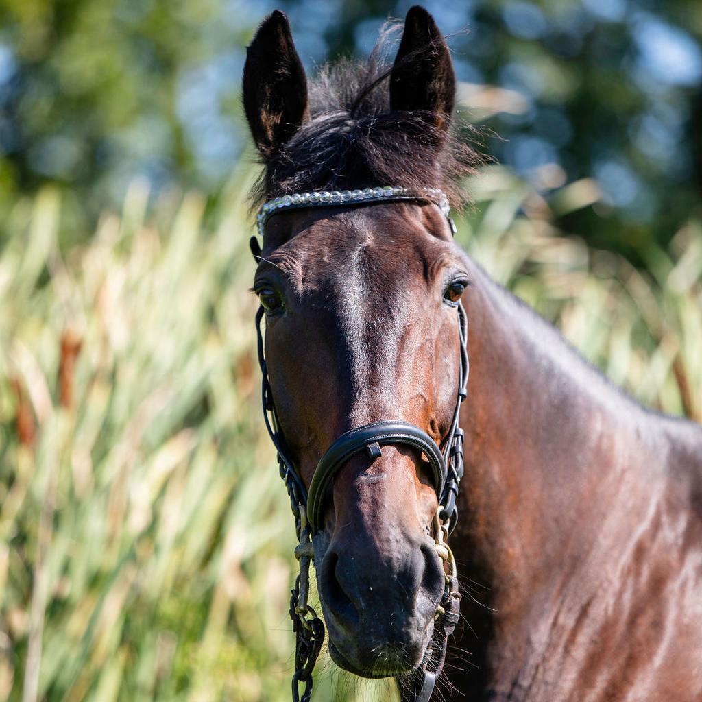 Allspice, a Adoptable Quarterhorse in Quakertown, PA image 6/6