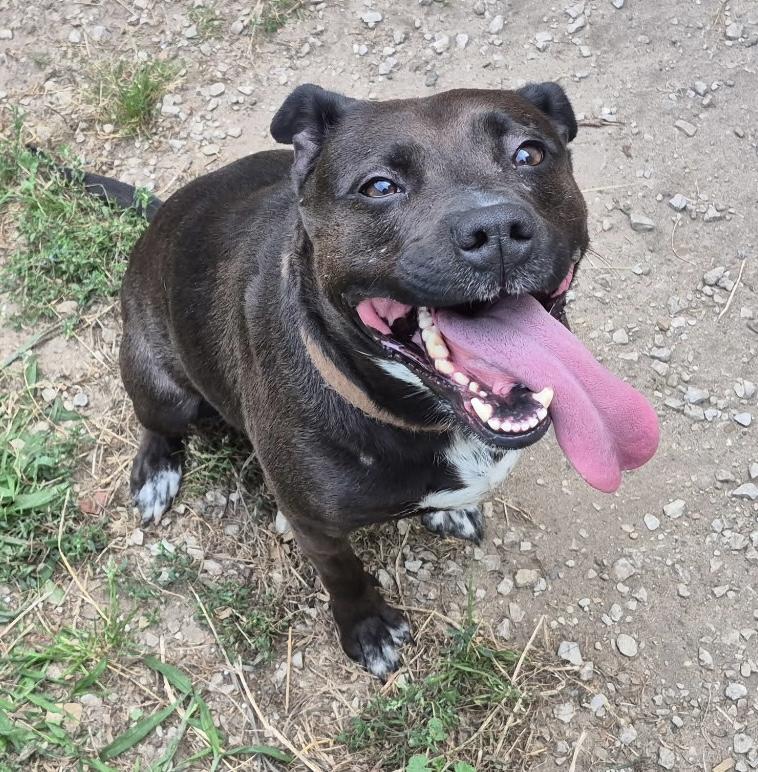 Enlarge Zoey, a Adopted mixed breed in Kalkaska, MI image 2/5