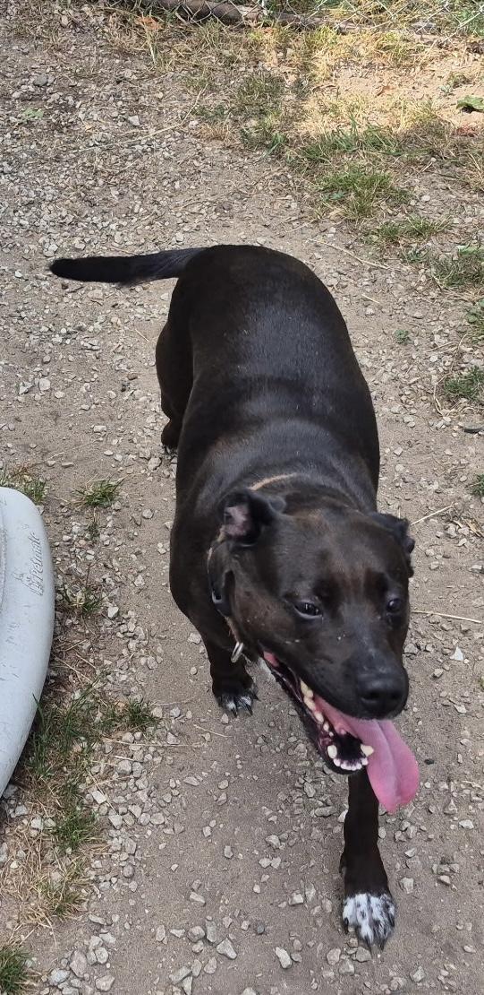 Enlarge Zoey, a Adopted mixed breed in Kalkaska, MI image 5/5