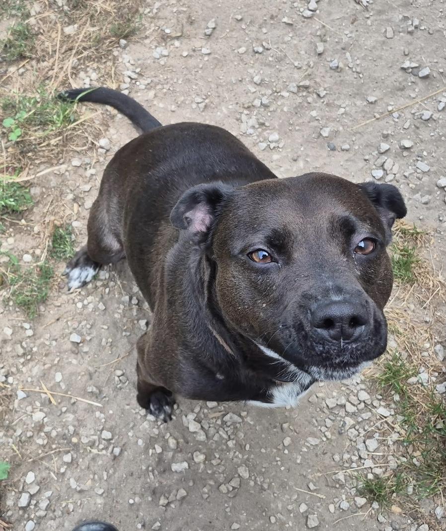Enlarge Zoey, a Adopted mixed breed in Kalkaska, MI image 4/5