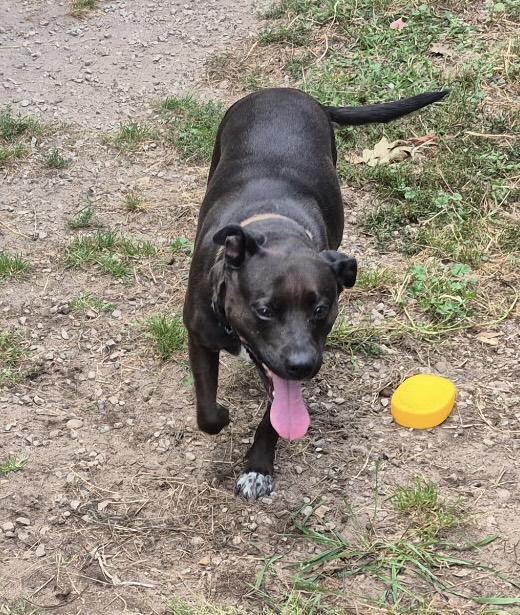 Enlarge Zoey, a Adopted mixed breed in Kalkaska, MI image 1/5