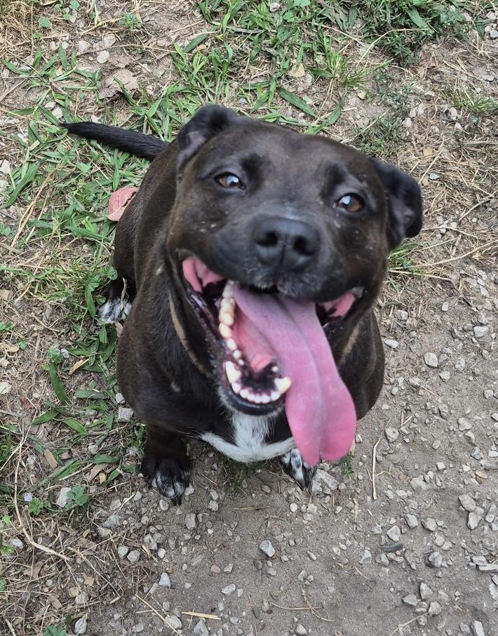 Enlarge Zoey, a Adopted mixed breed in Kalkaska, MI image 3/5