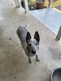 Enlarge Luna, a Adoptable mixed breed in Hopkinsville, KY image 1/2