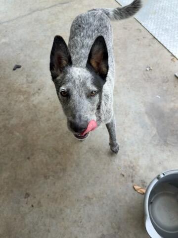Enlarge Luna, a Adoptable mixed breed in Hopkinsville, KY image 2/2