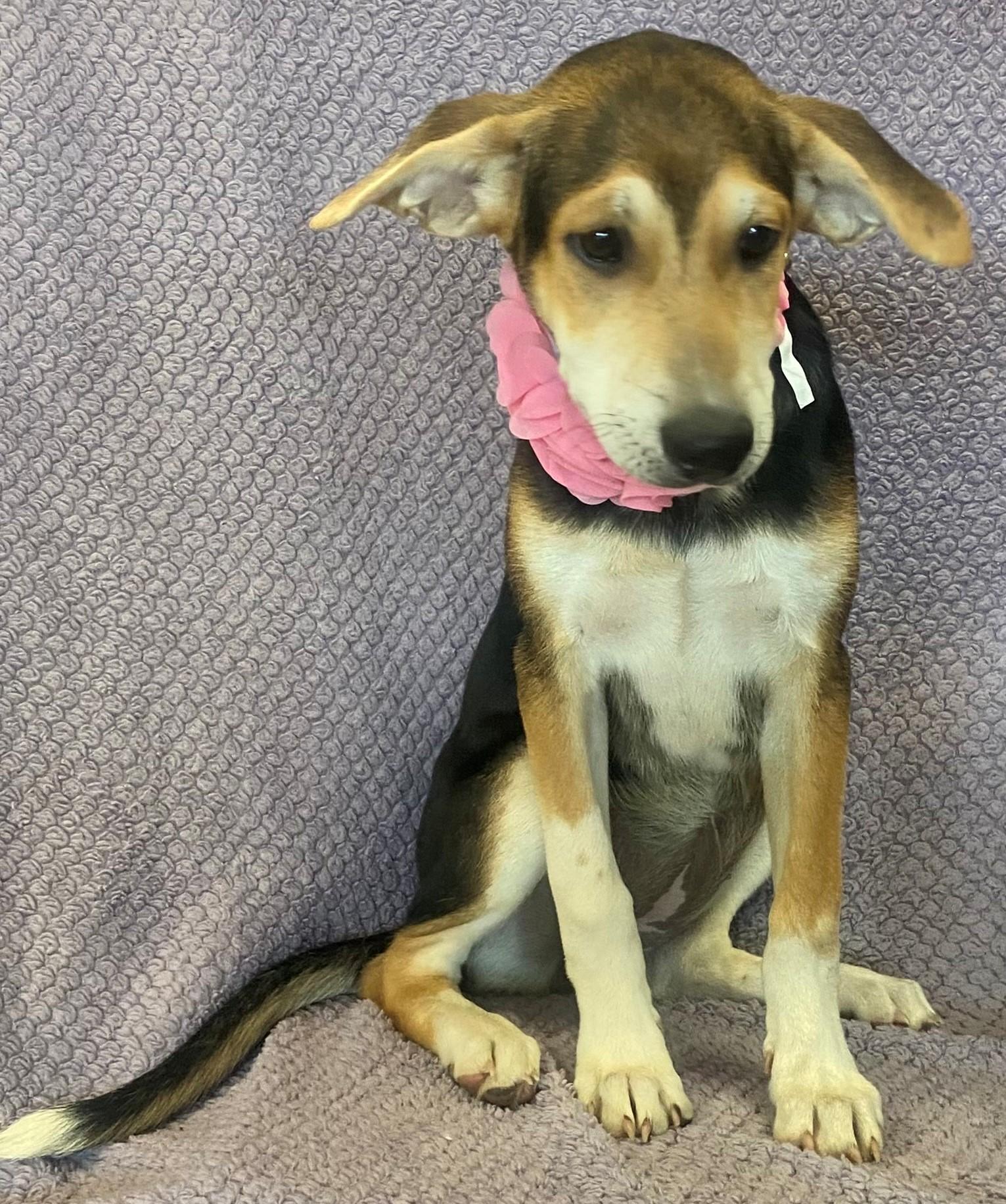 Enlarge Honey, a Adopted mixed breed in Lodi, CA image 5/5