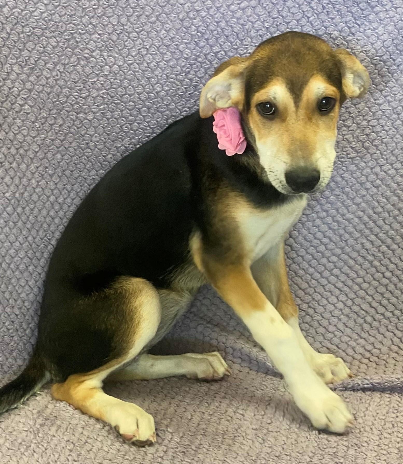 Enlarge Honey, a Adopted mixed breed in Lodi, CA image 4/5