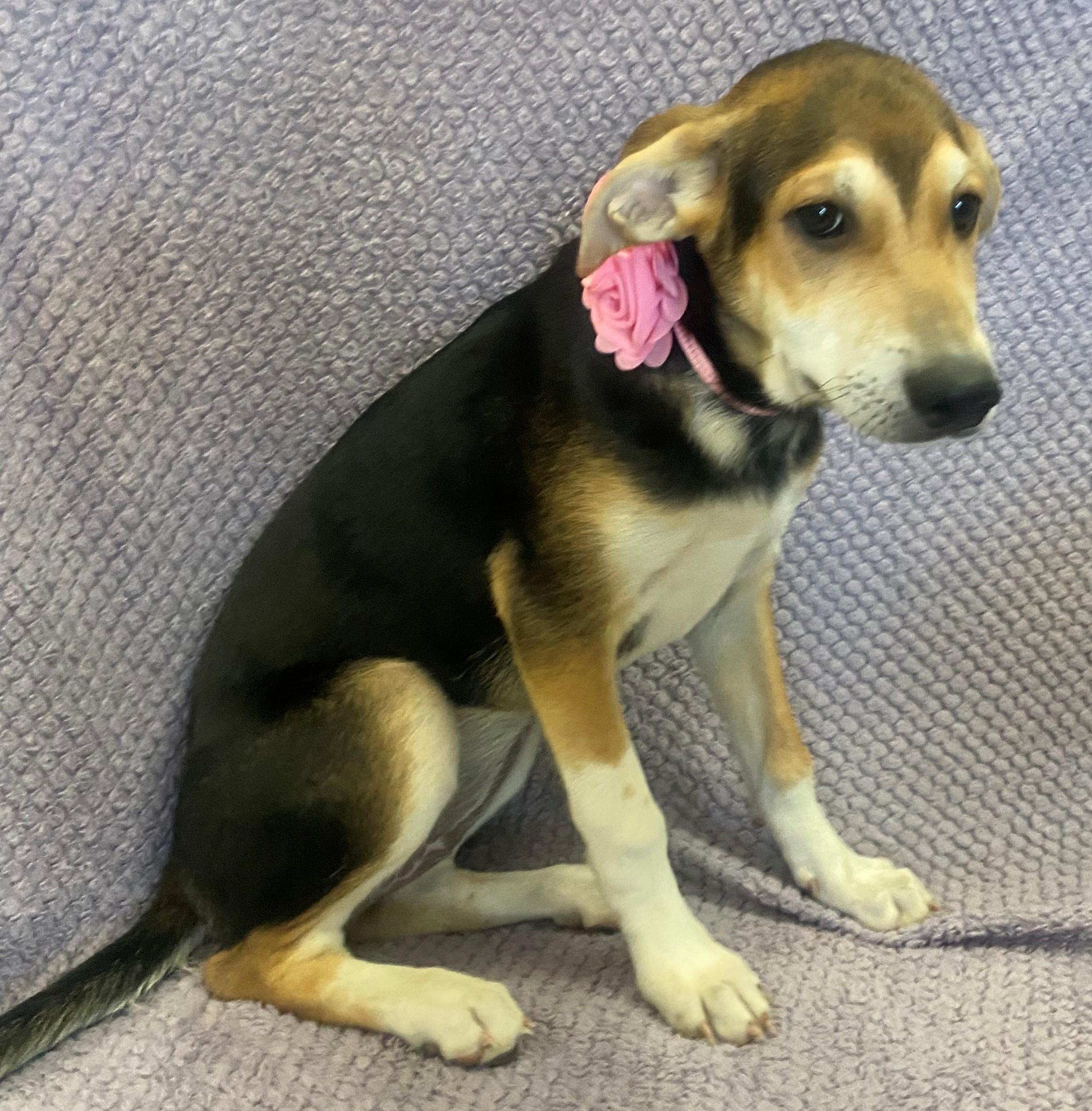 Enlarge Honey, a Adopted mixed breed in Lodi, CA image 3/5