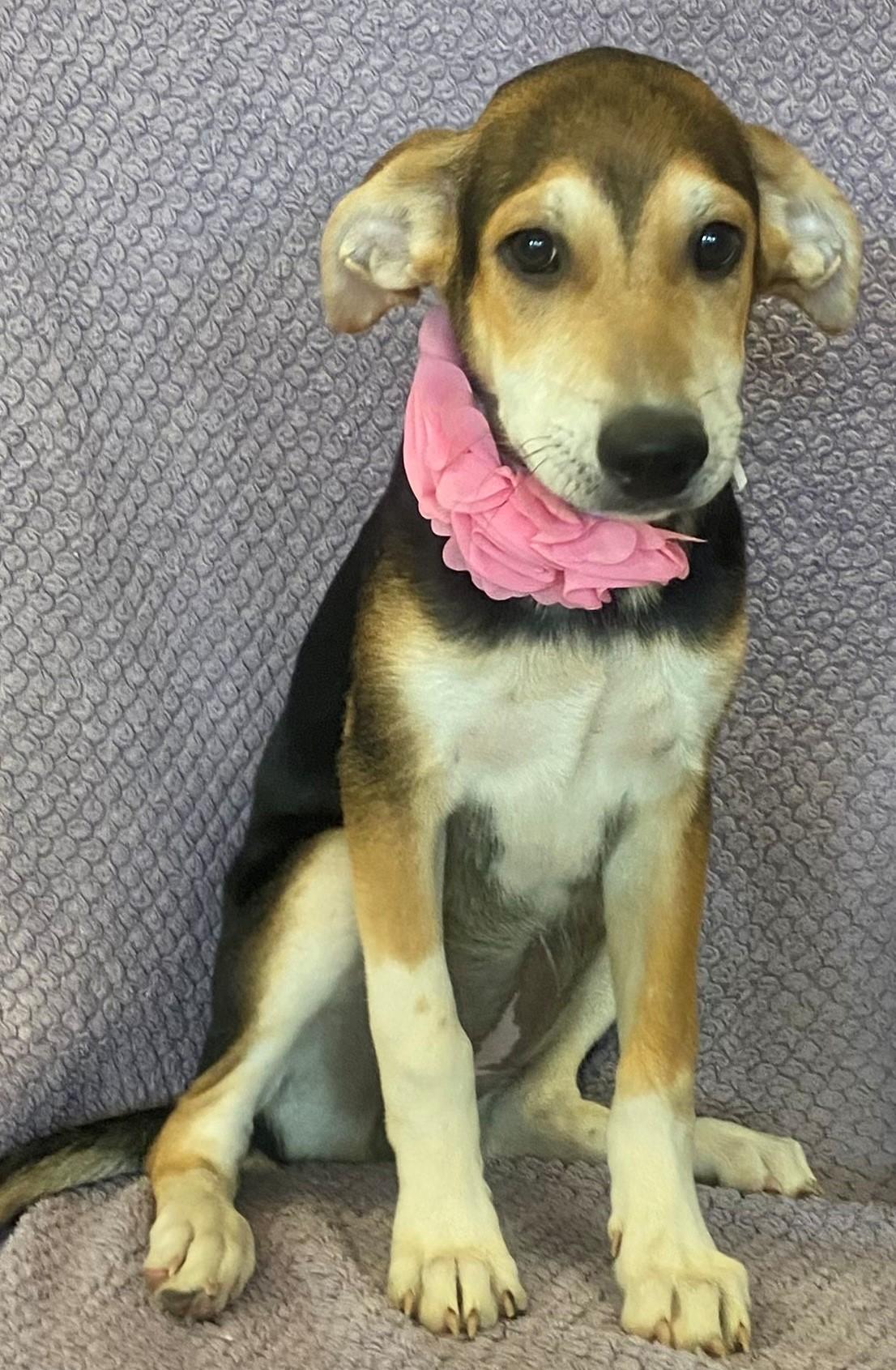 Enlarge Honey, a Adopted mixed breed in Lodi, CA image 1/5