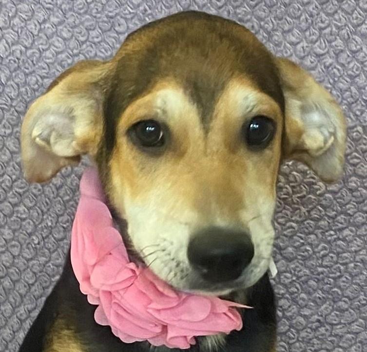 Enlarge Honey, a Adopted mixed breed in Lodi, CA image 2/5
