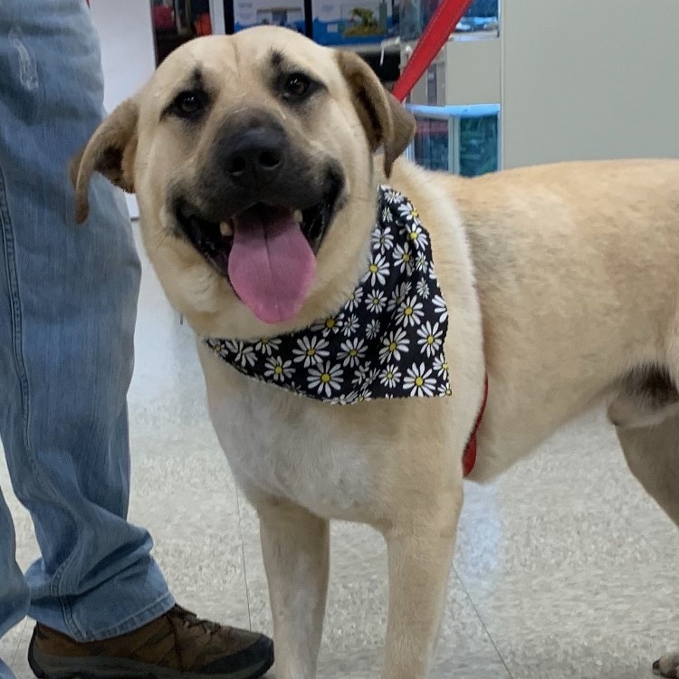 Coach, Adoptable, Young Male Shepherd.