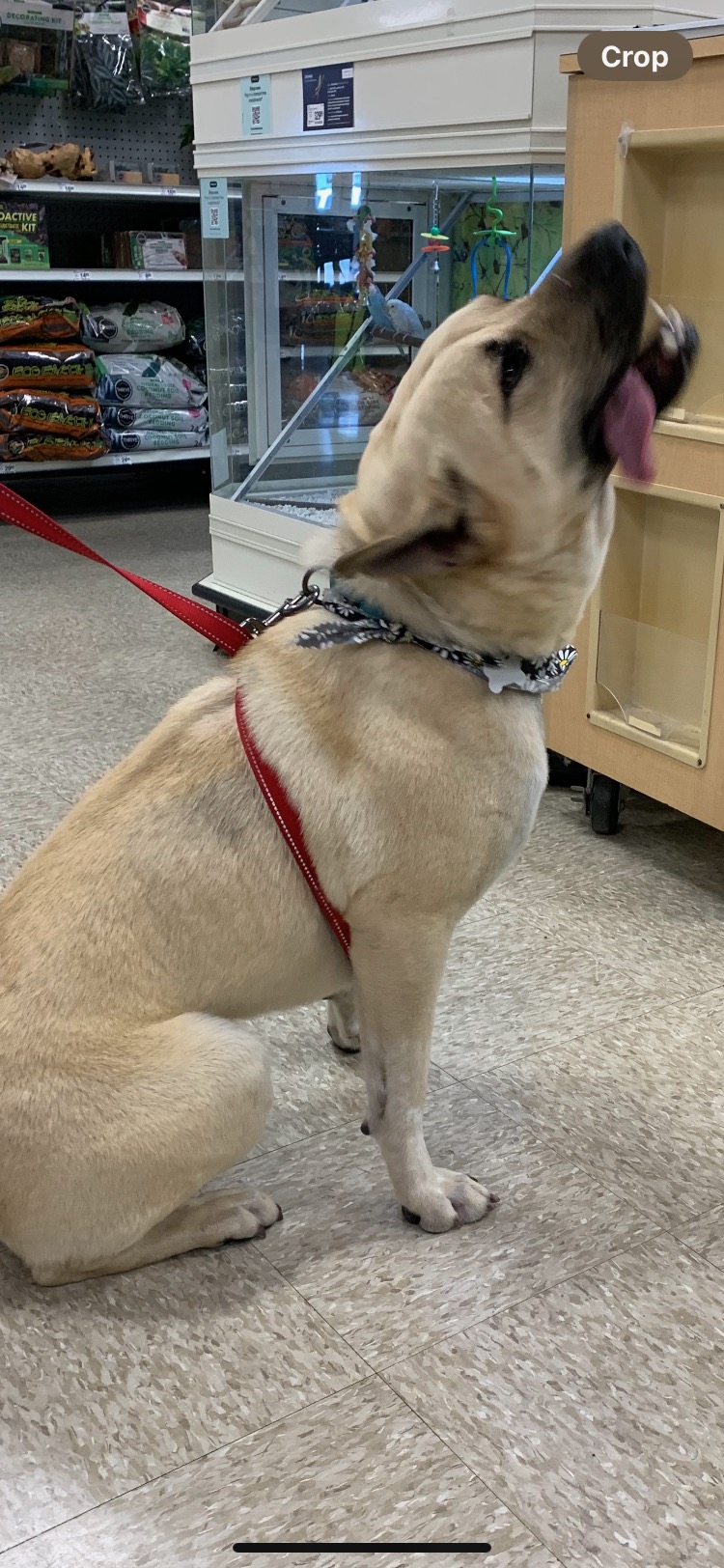 Coach, a Adoptable Shepherd in Tulsa, OK image 2/2