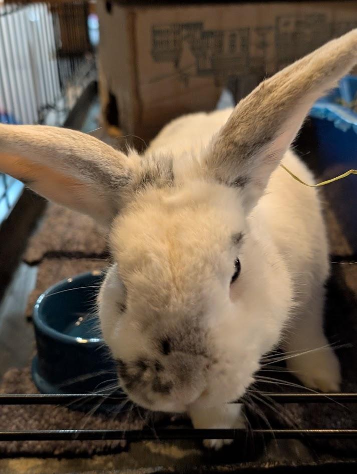 Enlarge Smooshi, a ADOPTABLE mixed breed in Carnation, WA image 2/3