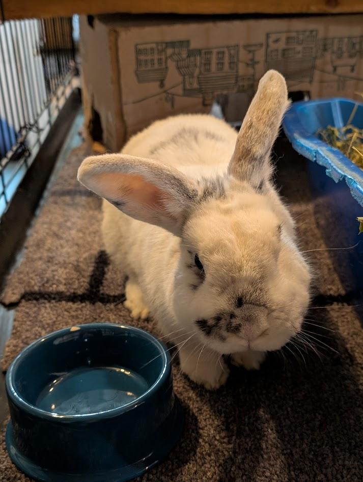 Smooshi, ADOPTABLE, Adult Male American.