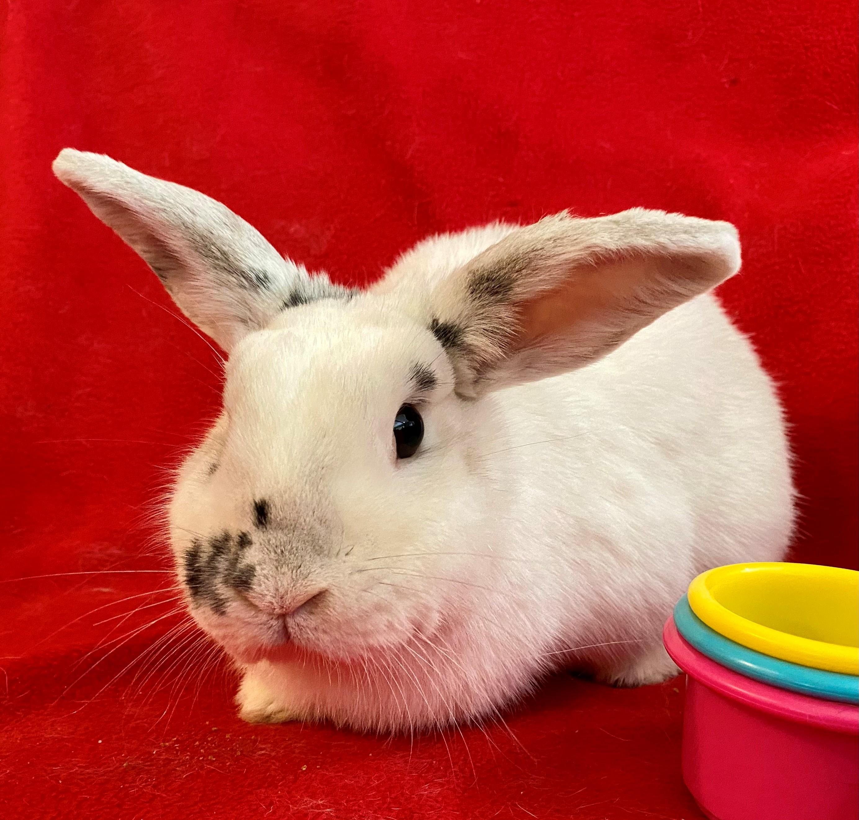 Enlarge Smooshi, a ADOPTABLE mixed breed in Carnation, WA image 4/5