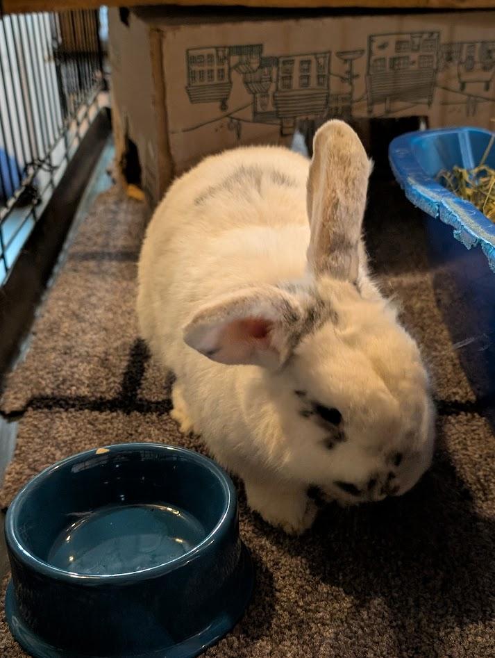 Enlarge Smooshi, a ADOPTABLE mixed breed in Carnation, WA image 3/3