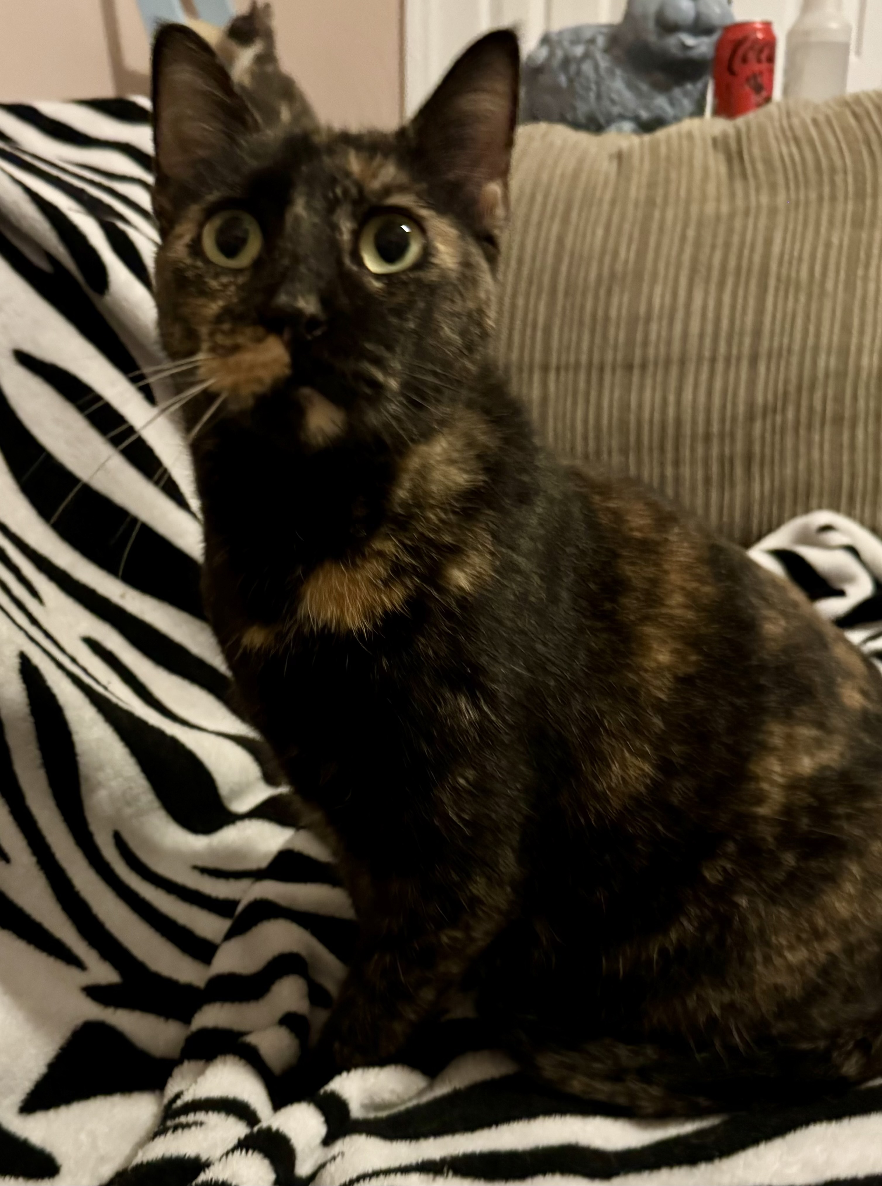 Amaretto, Adoptable, Adult Female Domestic Short Hair.