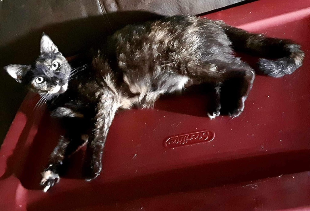 Enlarge Amaretto, a Adoptable Domestic Short Hair in Jacksonville, FL image 7/9