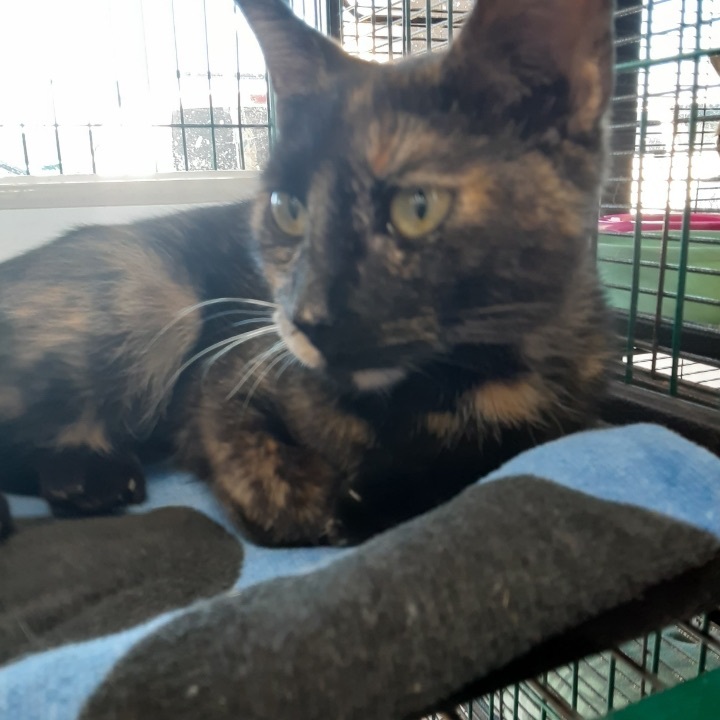 Enlarge Amaretto, a Adoptable Domestic Short Hair in Jacksonville, FL image 8/9