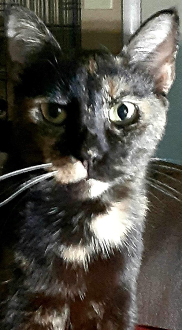 Amaretto, a Adoptable Domestic Short Hair in Jacksonville, FL image 6/9