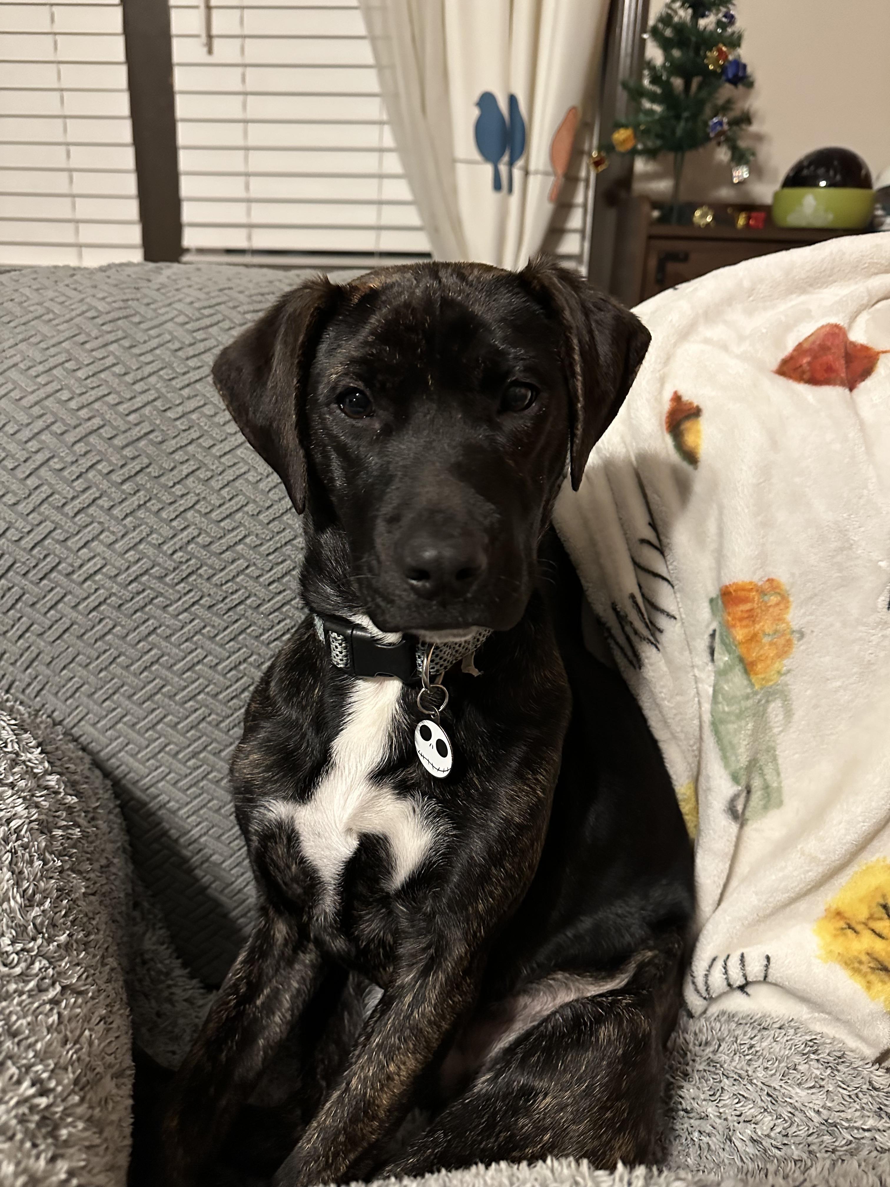 Tahlula - (LuLu) - Fostered in Connecticut