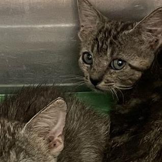 Scubber, Adoptable, Kitten Female Domestic Short Hair.