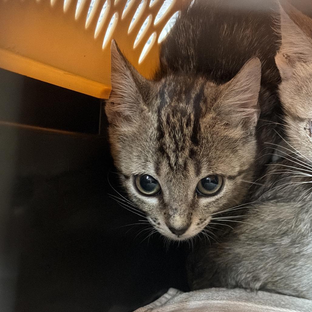 Enlarge Scubber, a Adoptable Domestic Short Hair in Port Charlotte, FL image 2/3