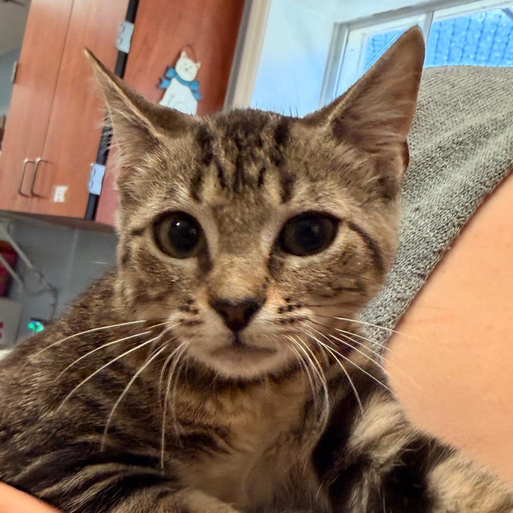 Enlarge Scubber, a Adoptable Domestic Short Hair in Port Charlotte, FL image 3/3