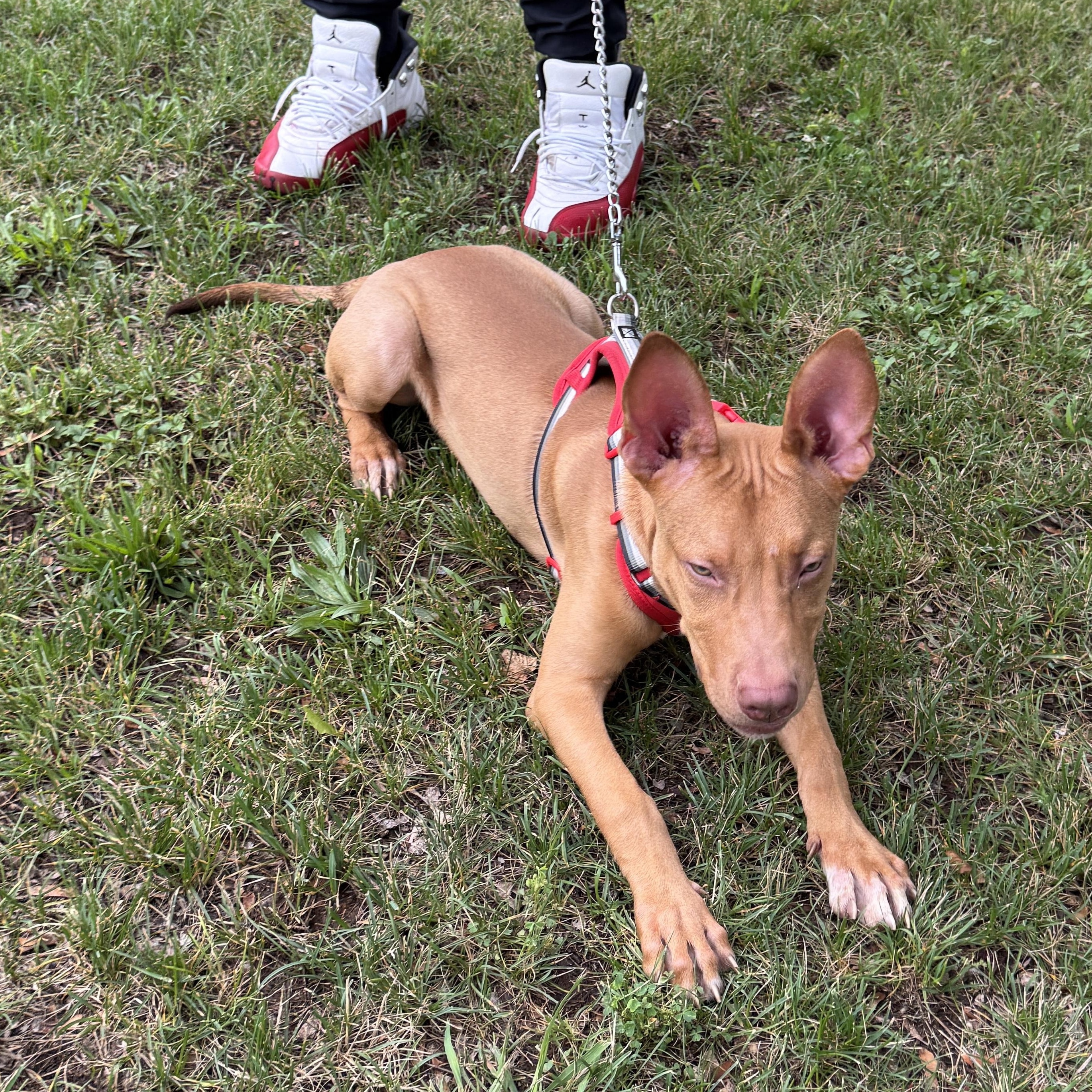 Enlarge Meet LUCKY - 4 months old pup, sweet energetic boy, a ADOPTABLE American Staffordshire Terrier in Clifton, NJ image 5/6