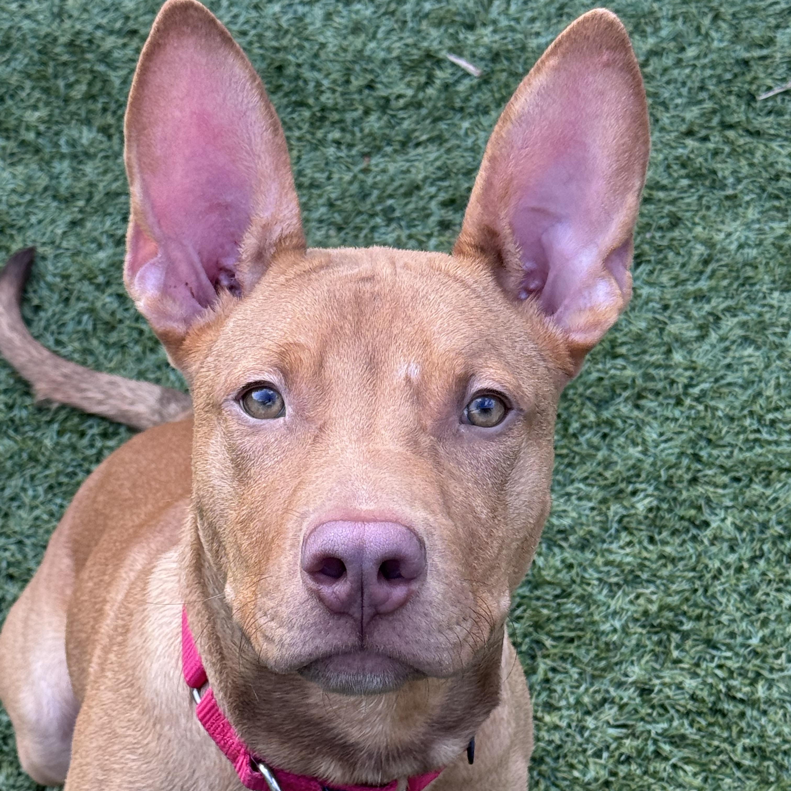 Enlarge Meet LUCKY - 4 months old pup, sweet energetic boy, a ADOPTABLE American Staffordshire Terrier in Clifton, NJ image 2/6