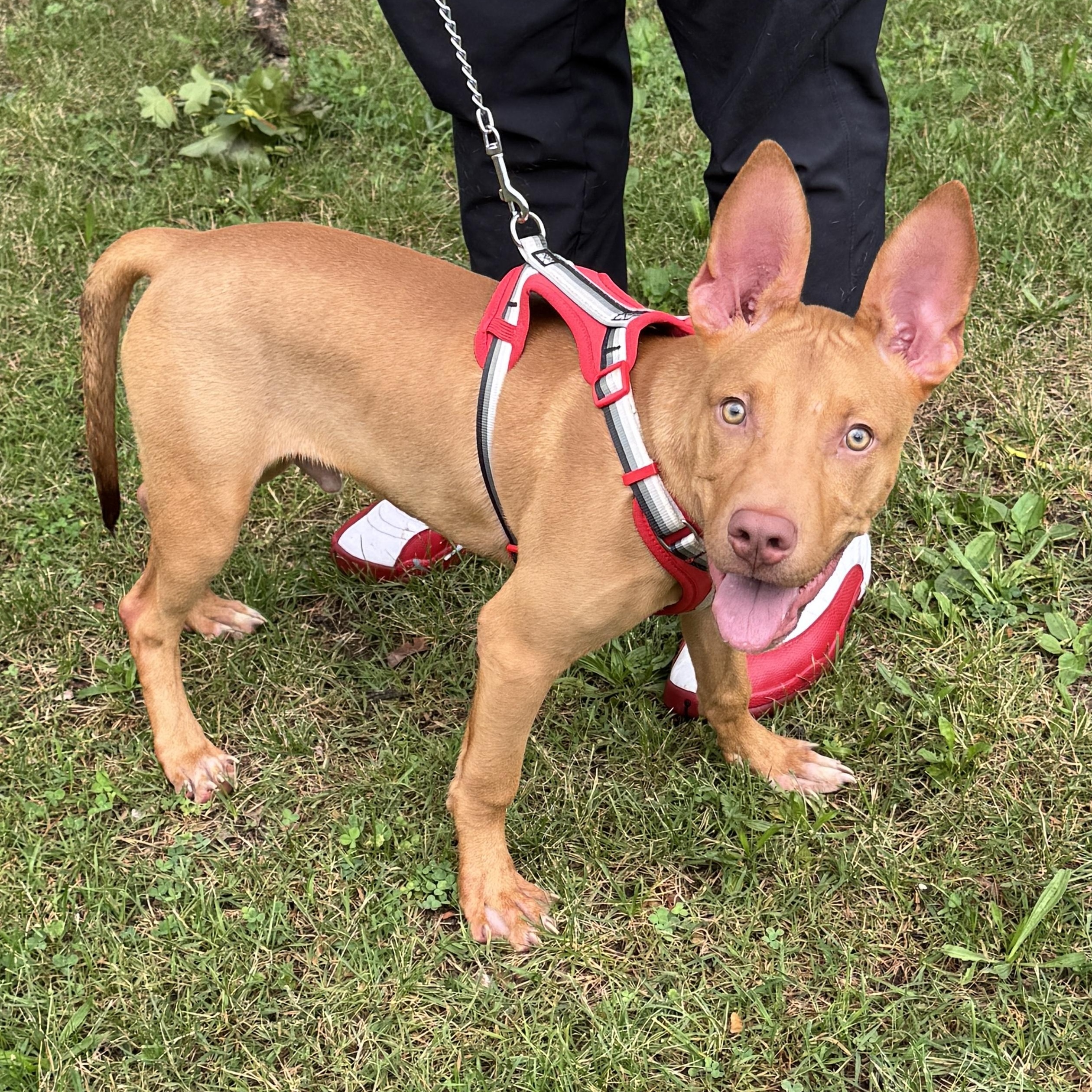 Enlarge Meet LUCKY - 4 months old pup, sweet energetic boy, a ADOPTABLE American Staffordshire Terrier in Clifton, NJ image 4/6
