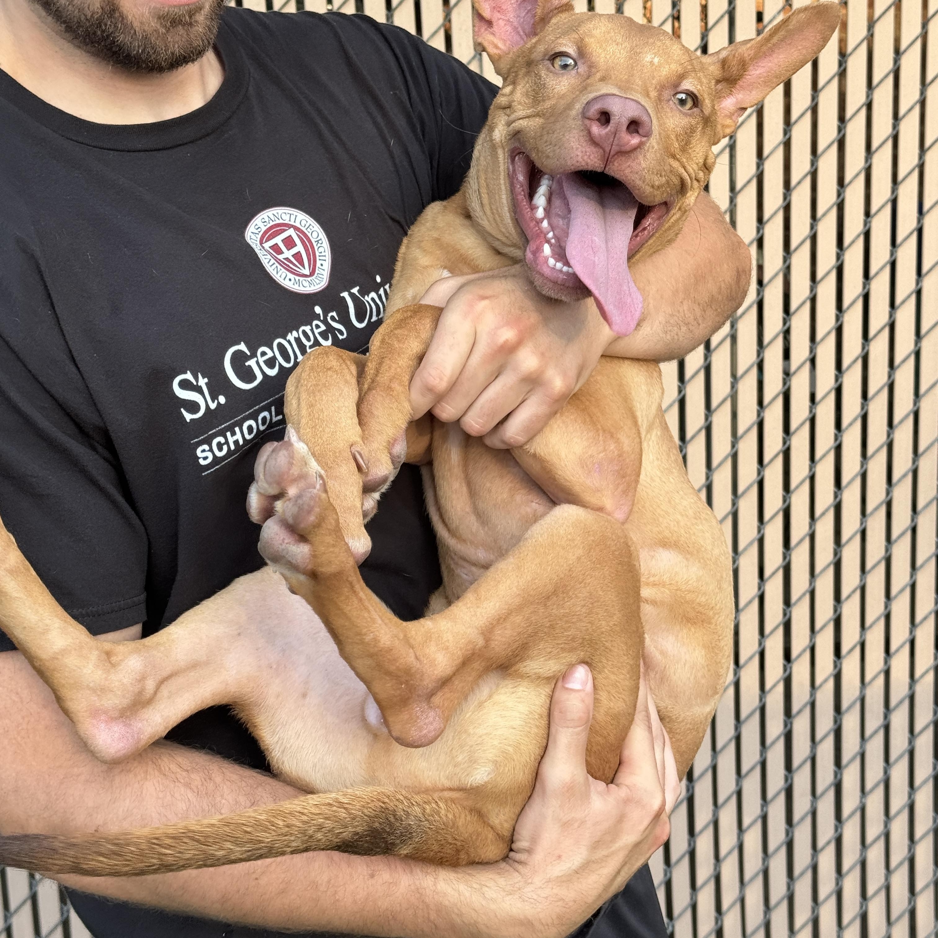 Enlarge Meet LUCKY - 4 months old pup, sweet energetic boy, a ADOPTABLE American Staffordshire Terrier in Clifton, NJ image 1/6