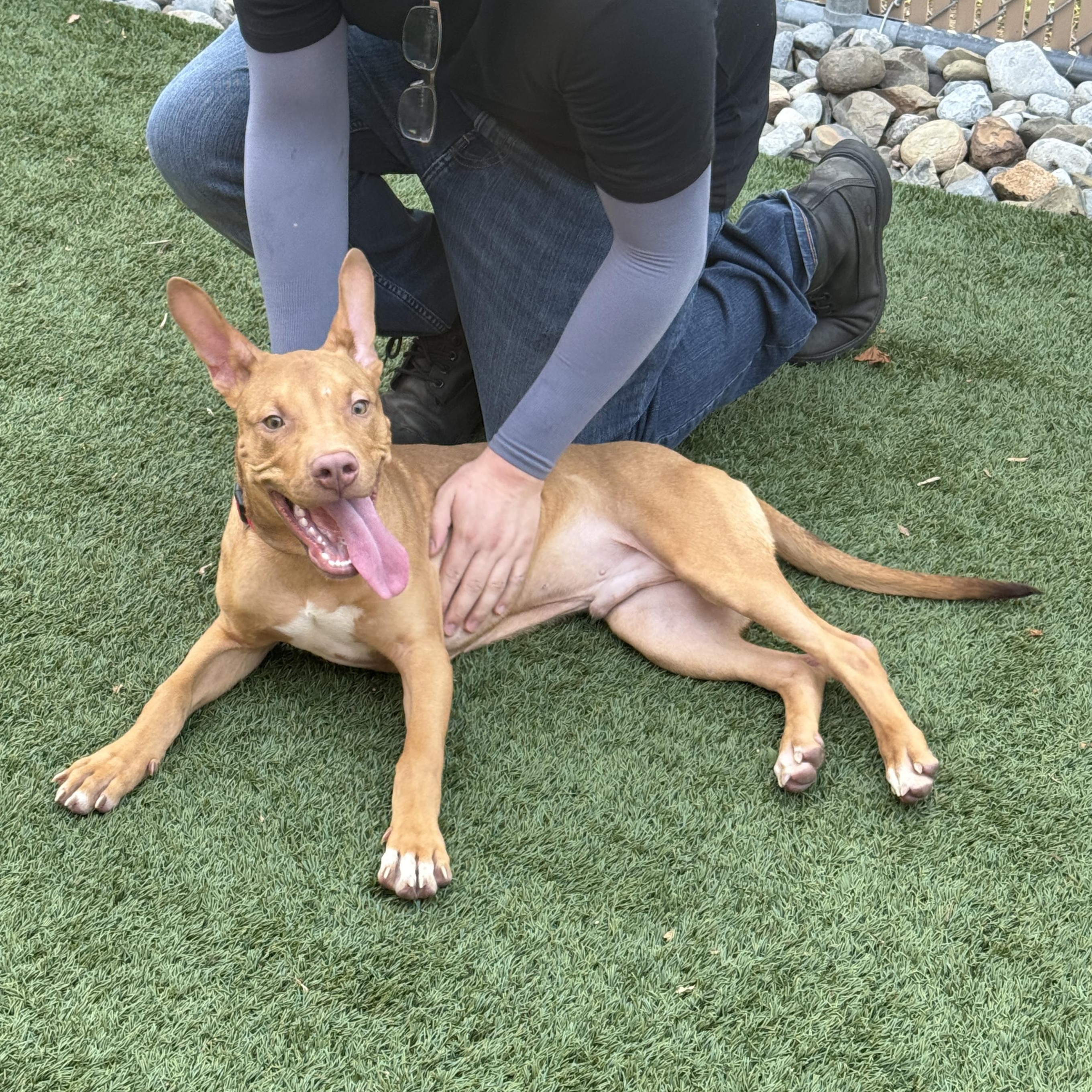 Enlarge Meet LUCKY - 4 months old pup, sweet energetic boy, a ADOPTABLE American Staffordshire Terrier in Clifton, NJ image 3/6