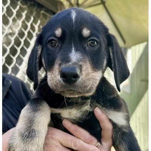 Enlarge Mike, an adopted mixed breed in Santa Rosa, CA image 1/1