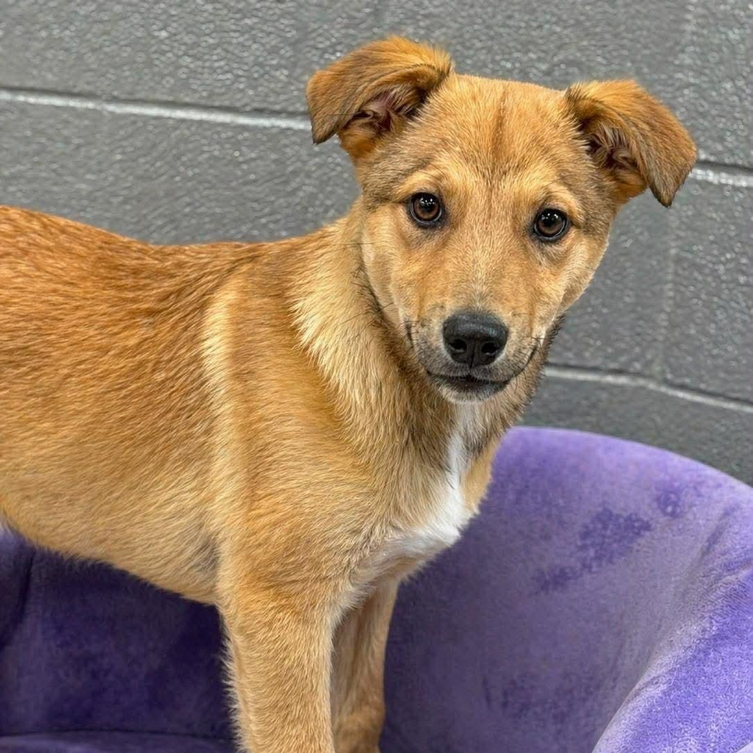 Enlarge Fable , a ADOPTABLE Mixed Breed in Yaphank, NY image 2/4