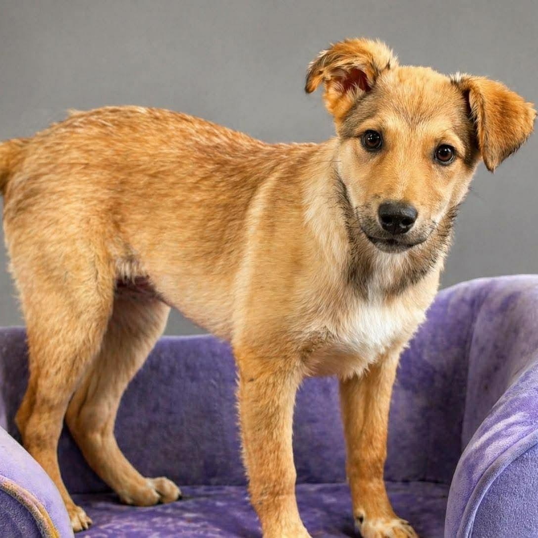 Fable , ADOPTABLE, Puppy Female Mixed Breed.
