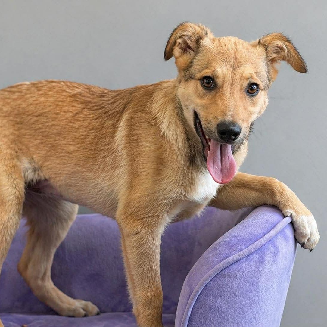 Enlarge Fable , a ADOPTABLE Mixed Breed in Yaphank, NY image 3/4