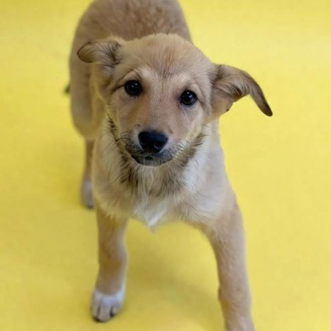 Enlarge Fable , a ADOPTABLE Mixed Breed in Yaphank, NY image 4/4