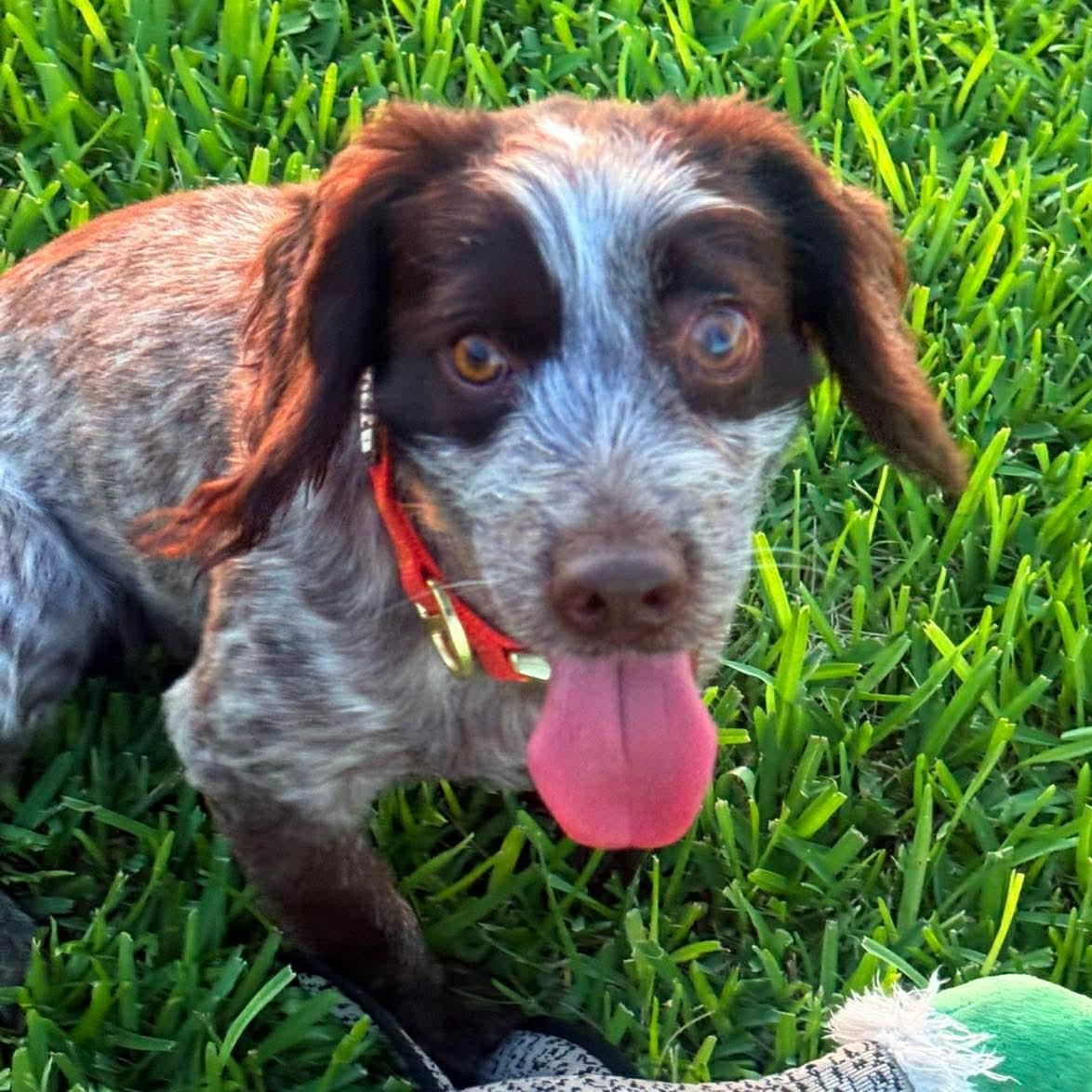Bo, adopted, Adult Male English Cocker Spaniel & Mixed Breed.