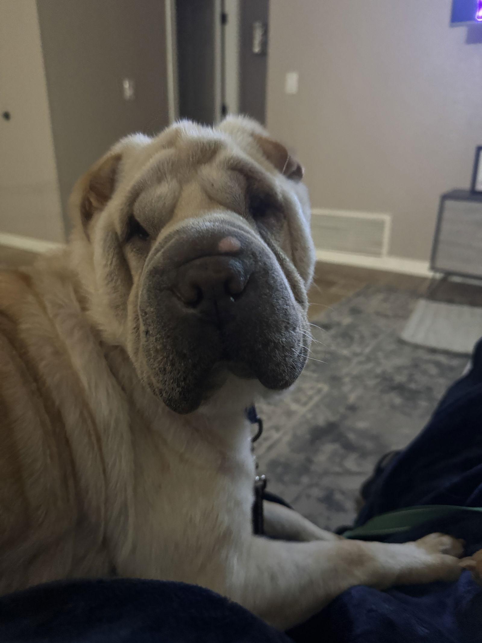 Benji, Adoptable, Adult Male Shar-Pei.