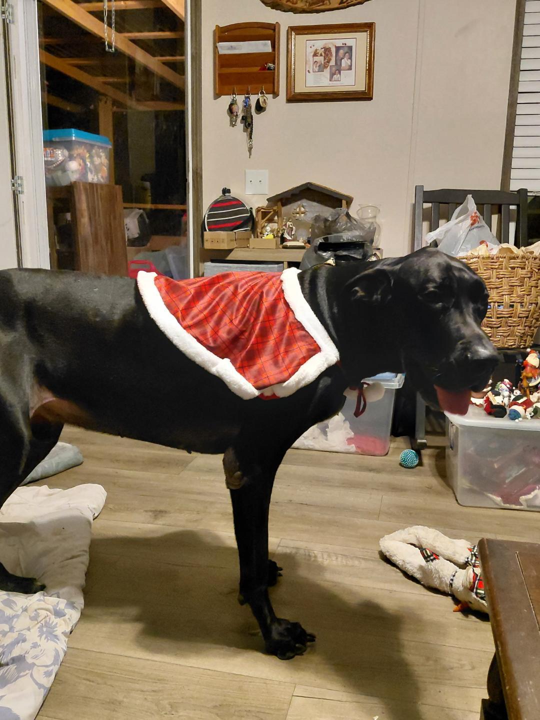 Enlarge French, a ADOPTABLE Great Dane in Houston, TX image 4/6