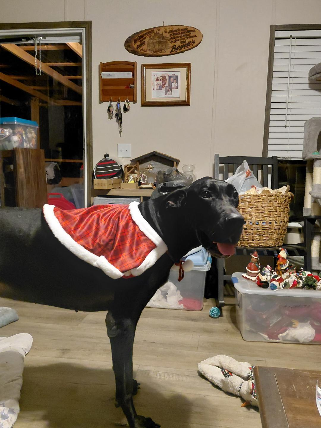 Enlarge French, a ADOPTABLE Great Dane in Houston, TX image 2/6